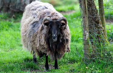 sheep in the field