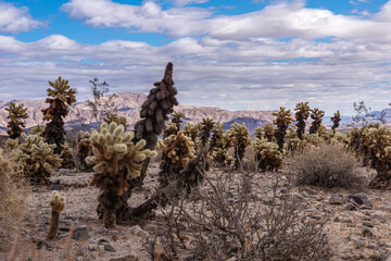 Joshua Tree National Park, CA, USA - December 30, 2012: Thick tall Cholla cacti field set in desert...