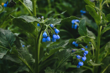 Blue comfrey flowers - ,Quaker comfrey, boneset, knitbone, slippery-root in bloom - obrazy, fototapety, plakaty