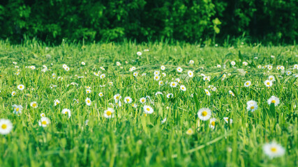Fototapeta premium Green meadow with daisies and cut grass - summer field flowers against trees background