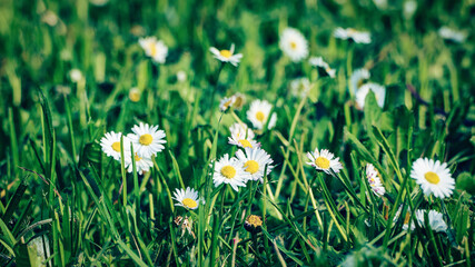 Green grass with daisy flowers for summer floral background