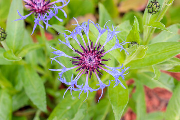Purple Cornflower Close-up