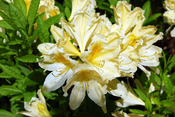 Azalea (Rhododendron molle. Blume)