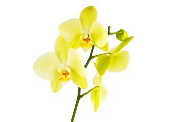Naklejka na ściany i meble Yellow orchid flower