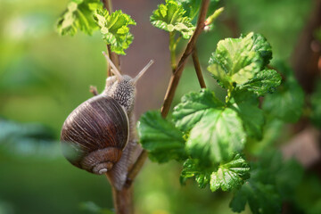 A snail crawls on a branch with green leaves on a green background. Bright sunny day