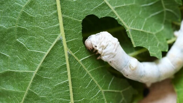4k slow motion footage of mature silkworm eat fresh mulberry leaf, close up view.