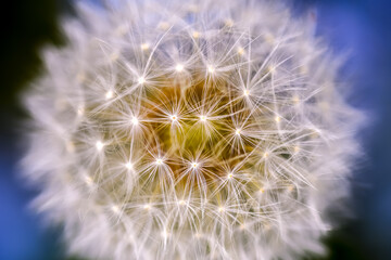 dandelion head