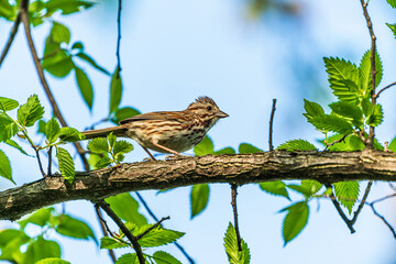 Lincoln sparrow on a branch