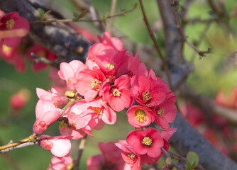 Chaenomeles in flower, Chaenomeles japonica, Quince flower, red flowers