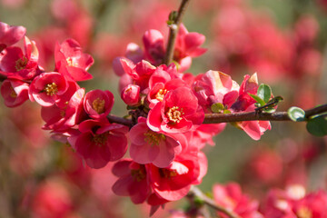 Chaenomeles in flower, Chaenomeles japonica, Quince flower, red flowers