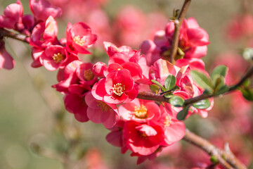 Chaenomeles in flower, Chaenomeles japonica, Quince flower, red flowers