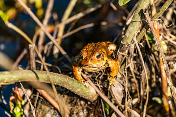 frog in the grass