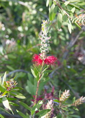 Callistemon citrinus, Melaleuca citrina, crimson plant, bottlebrush plant