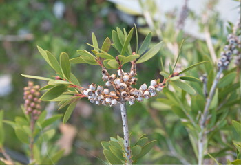 Callistemon citrinus, Melaleuca citrina, crimson plant, bottlebrush plant