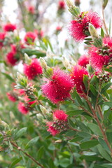 Callistemon citrinus, Melaleuca citrina, crimson plant, bottlebrush plant