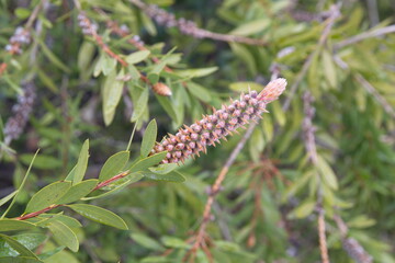 Callistemon citrinus, Melaleuca citrina, crimson plant, bottlebrush plant