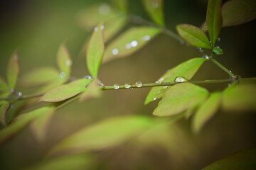 南天の葉にかかる雨粒	