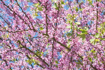 Cercis siliquastrum,  Eastern redbud, Cercis canadensis - ornamental tree with pink flowers