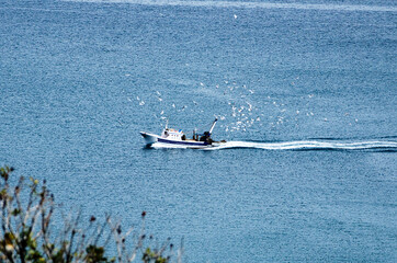 Fishing boat returns to port surrounded by seagulls