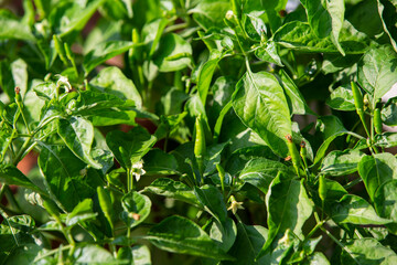 Close up of Bird's Eye Chilli