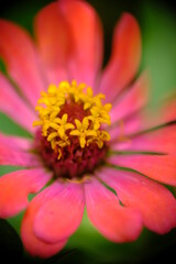 Close up of Zinnia flower in the home garden.