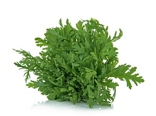 Chrysanthemum coronarium isolated on white background