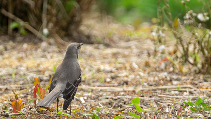 Mocking Bird in Grass