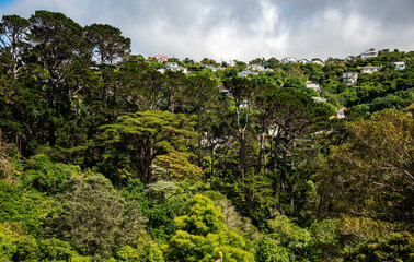 Scenic View of Wellington, New Zealand