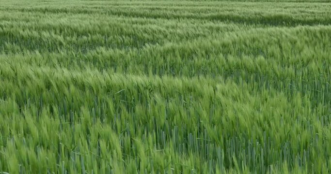 Aerial top view, wind blowing across natural wild fountain Grass field, or fresh green barley wheat field in spring or summer season.