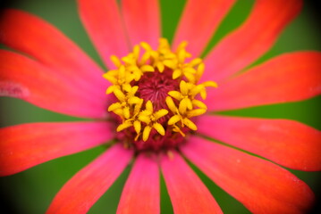 Close up of Zinnia flower in the home garden.