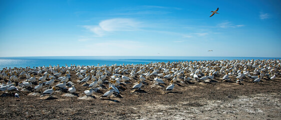 Gannet Colony at Cape Kidnappers, New Zealand