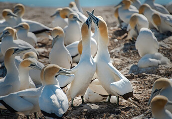 Gannet pairs dancing at Cape Kidnappers, New Zealand