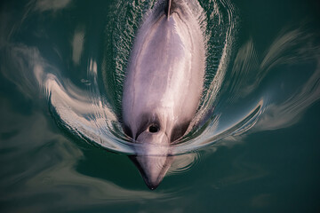 Endangered New Zealand Dolphins