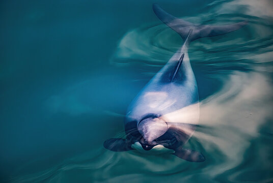 Endangered New Zealand Dolphins