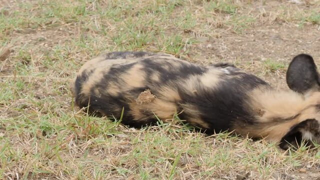 African Wild Dog in Natural Environment