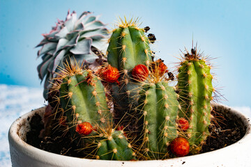 przyroda kwiat jesień kaktus 