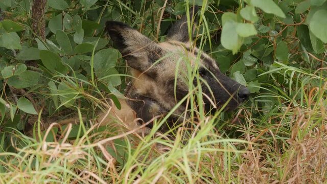African Wild Dog in Natural Environment