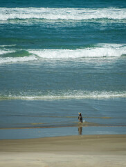 Endangered Yellow Eyed Penguin, New Zealand