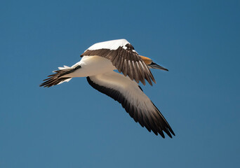 Gannet flying at Cape Kidnappers, New Zealand