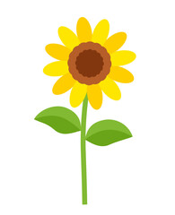 sunflower with leaves vector illustration
