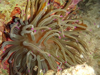 Anemona coqueta, es su gracia natural...