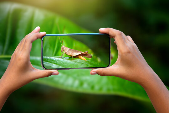 Hand holding mobile phone and take a photo brown grasshopper on green blurred background with sunlight