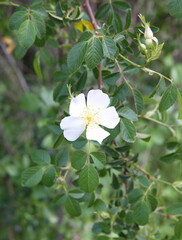 White rose brier,  rose haw, morning light