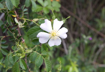 White rose brier,  rose haw, morning light