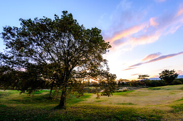 Autumn trees and leaves at sunset