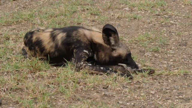 African Wild Dog in Natural Environment