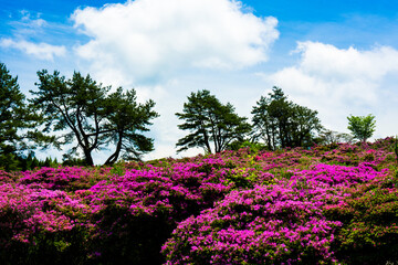 ミヤマキリシマ