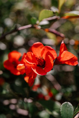 Naklejka na ściany i meble A branch of flowering chaenomeles in a Japanese garden in spring.