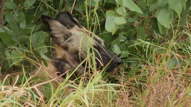 African Wild Dog in Natural Environment
