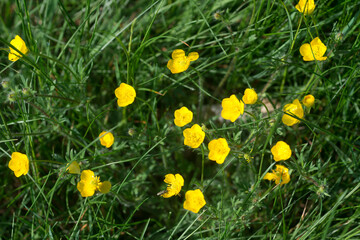 Ranunculus acris, meadow buttercup yellow flowers closeup selective focus